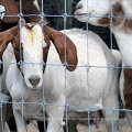 Schwere Zinkbeschichtung verzinkte Kraal Network Grassland Rinderfarmzaun